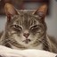 Mr. MeOw