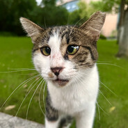 神圣质变暗月骑士+9