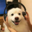 是小鸿啊