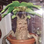 Mandragora