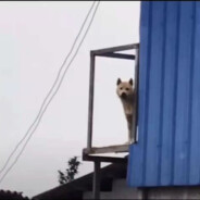 汤姆（阿根廷）