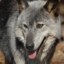 Old-Lone-Wolf