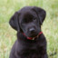 Black Lab Puppy