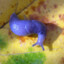 Blu3-Gr3y Taildropper Slug