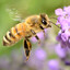EatYourBees