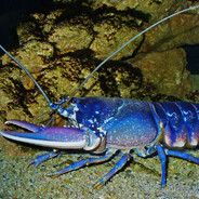 lobster7331 avatar