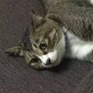 锌文 ai 吃 chang 粉