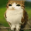 Ayu