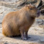 Сapybara enjoyer