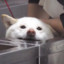 弥彦ACE
