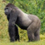 GORILLA BIG DICK like  RoCo