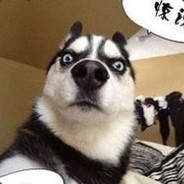 我有一只哈士奇