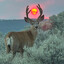 aaaa
