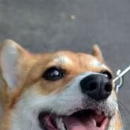 狗狗侠打爆猫猫侠