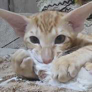 Жопный клещ