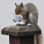 Decaffeinated Squirrel