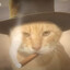 猫耳枫
