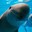 Porpoise
