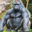 SILVERBACK GORRILA