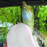 老脚鱼骑牛战士突破