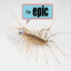 the elusive house centipede