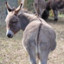 imdonkey5