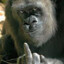 Middle Finger of Ape