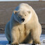 Eisbär