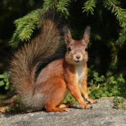 эмир шашлыченко