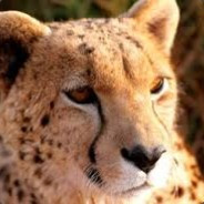 Mr_Cheetah