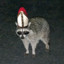 Pope Raccoon