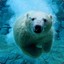 Polar Bear :-)