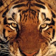 再见我爱的刀塔贰！