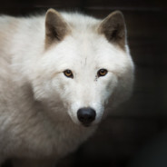 White Wolf