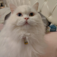 风萧萧兮易水寒