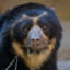 BearFactMan