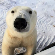 Barbu de la Cretzulesti - steam id 76561198300538565