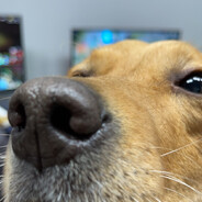 鲁国的纸上全是晋字