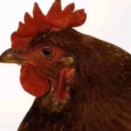 咯咯咯咯咯咯哒