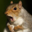 Flabbergasted Squirrel