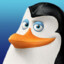 キジ Kowalski