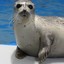 floppyseal