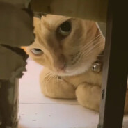 OK前十是谁呢？圆头耄耋和老财