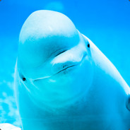 Beluga Whale