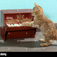 gatto di piano
