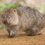 Wombat