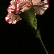 Chiori - steam id 76561197964344016