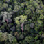 Jungle