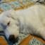 FaZe DoG