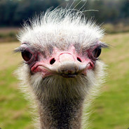 ostrich #stoprussia
